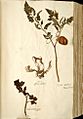 Naturalis Biodiversity Center - Solanum lycopersicum var. lycopersicum - old tomato herbarium sheet