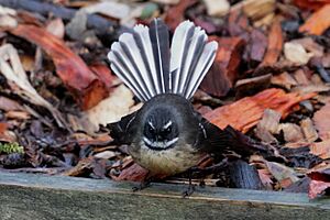 New Zealand Fantail or Piwakawaka 04