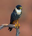 OFalco rufigularis Bat Falcon (cropped)