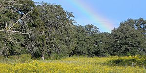Oaks trees (Quercus) and wildflowers, Nockenut Road, Guadalupe County, Texas, USA (6 October 2018)