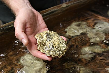 Oyster at Whiskey Creek Shellfish Hatchery in Netarts Bay, Oregon