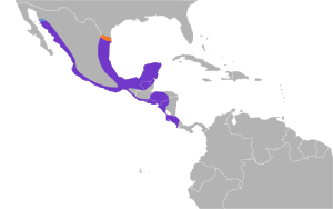 Patagioenas flavirostris map.svg