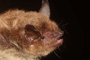 Peninsular myotis 191141225.jpg