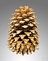 Pinus coulteri MHNT Cone