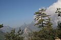 Pinus teocote
