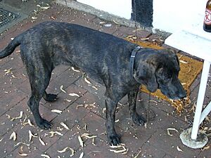 Plotthound