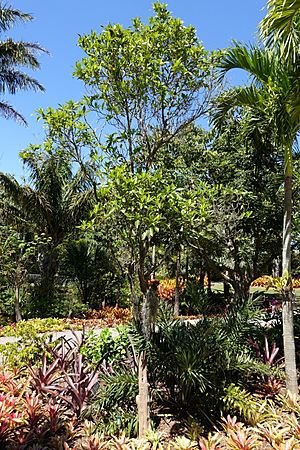 Pouteria caimito - Naples Botanical Garden - Naples, Florida - DSC09716
