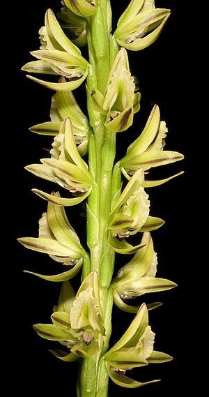 Prasophyllum brownii (6725147943).jpg