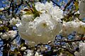 Prunus 'Shirotae' シロタエ