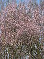 Prunus cerasifera Nigra boom