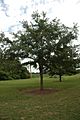 Quercus oglethorpensis (23560893683)