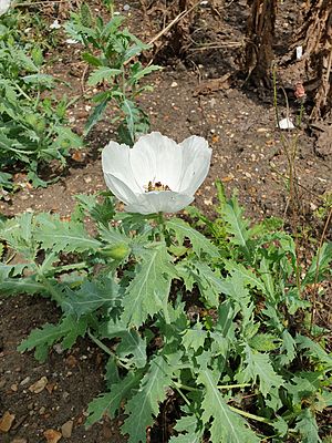 Ranunculales - Argemone platyceras - 1.jpg