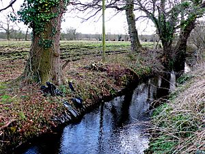 Rhyne on Westhay Heath (geograph 2261694).jpg