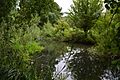 River Mimram in Willowmead 2