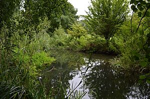River Mimram in Willowmead 2