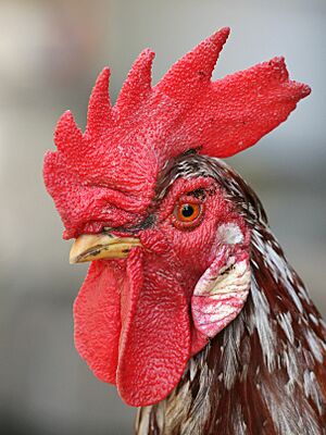 Rooster portrait2 (cropped 2)