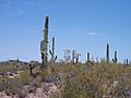 Sagaro Cactii at Organ Pipe Cactus National Monument