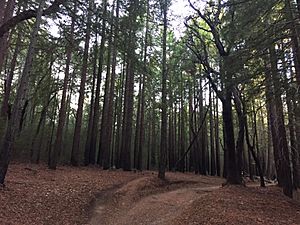 Santa Cruz Redwoods2015;jpg