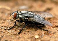 Sarcophagid sal