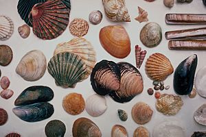 Seashells North Wales 1985
