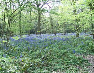 Selsdon Wood Bird Sanctuary - geograph.org.uk - 931866