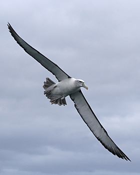 Shy albatross in flight
