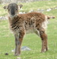 Soay sheep lamb