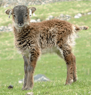 Soay sheep lamb