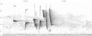 Sonogram of Urosphena pallidipes call