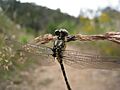 Southern Vicetail on grass (5360029454)