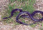 Speckled king snake lampropeltis getula holbrooki stejneger.jpg