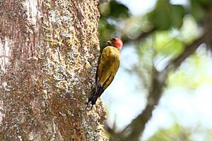 Stripe-cheeked Woodpecker (Piculus callopterus) 2.jpg