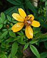 Tagetes nelsonii 2