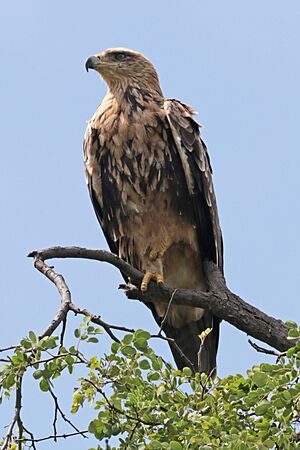 Tawny eagle (Aquila rapax rapax) streaked morph