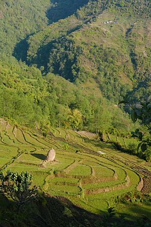 Terraced farms in the Himalayas