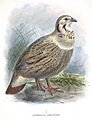 TetraogallusHimalayensis