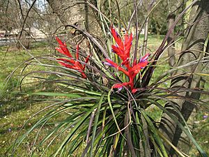 Tillandsia chlorophylla (TS) 2-05097.jpg