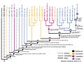 Tylosaurus ontogram
