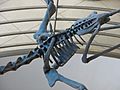 UCMP Pteranodon dorsal body