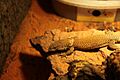 Varanus kingorum Male