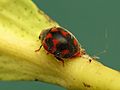 Vedalia Beetle (15959056801)
