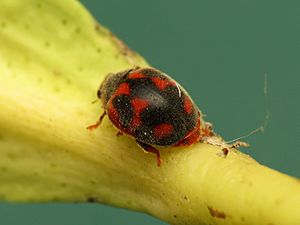 Novius cardinalis Facts for Kids