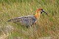 Wildlife in and around Reserva Laguna Nimez in El Calafate, Argentina - there is some uncertainty here amongst some authorities- is this the Black Faced Ibis (Theristicus melanops) - OR - the (24560030193)
