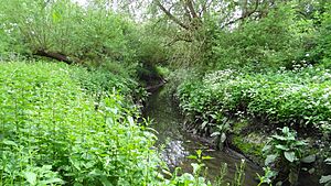 Yeading Brook in Yeading Brook Meadows 1