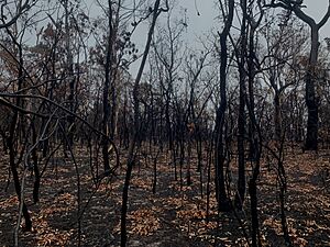 Yengo National Park- 2019-2020 bushfires