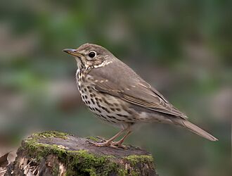 Певчий дрозд на пеньке (Turdus philomelos), Битцевский лес.jpg