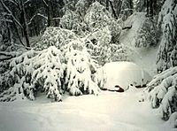1993 Storm of the Century Asheville, North Carolina snowfall