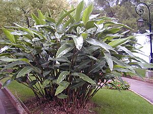200410 Alpinia zerumbet 1.JPG