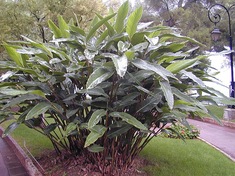 200410 Alpinia zerumbet 1