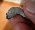 AB120 Lycodon jara - underside of head